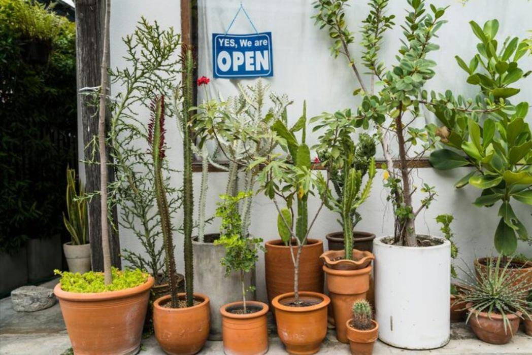 Tanaman Di Pot (freepik.com/freepik)