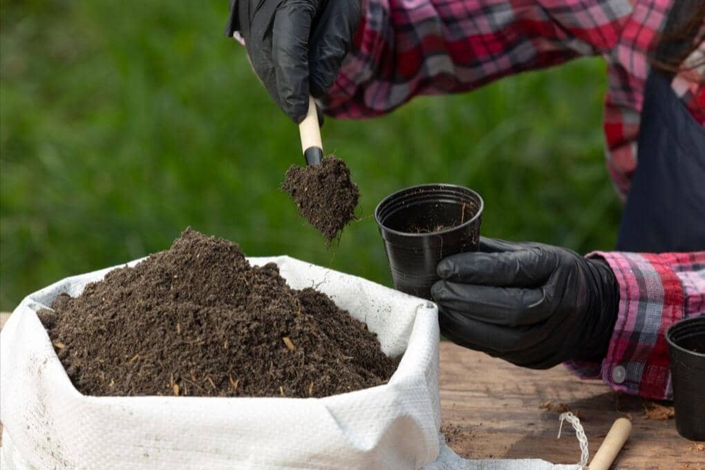 ilustrasi media tanam