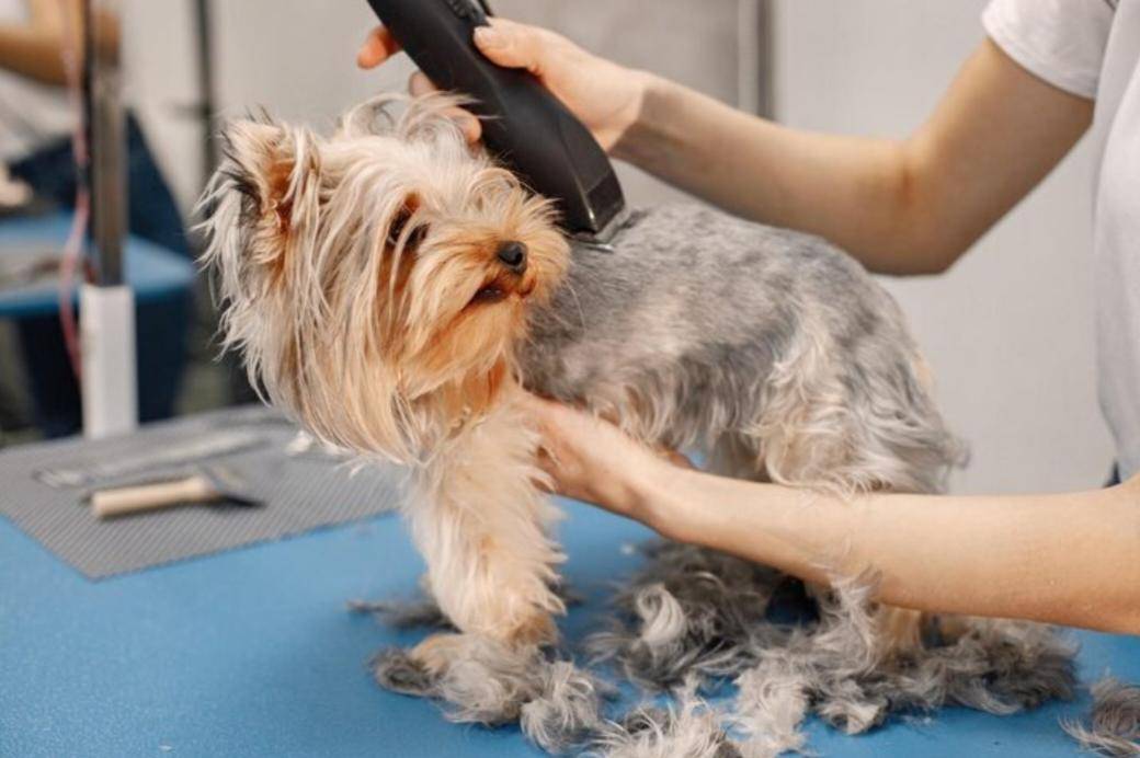 Pet Grooming (freepik.com/prostooleh) 