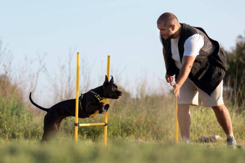 Pet Training (freepik.com/freepik) 
