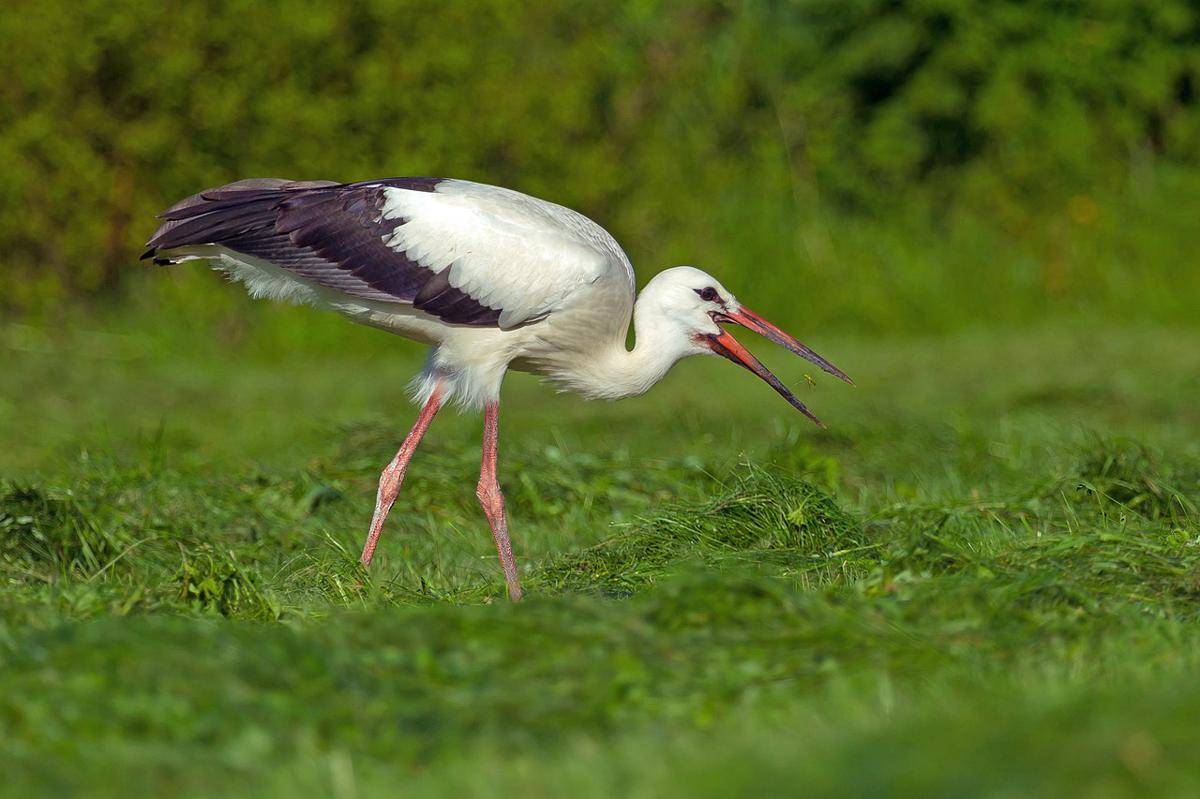 burung bangau