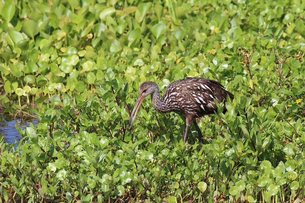 limpkin (commons.wikimedia.org/gary_leavens)