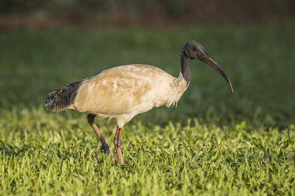 burung ibis 
