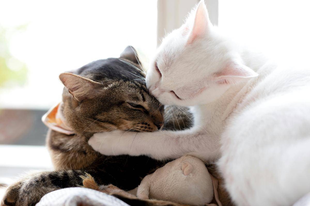 ilustrasi perilaku sesama kucing (unsplash/Calvin Chai)
