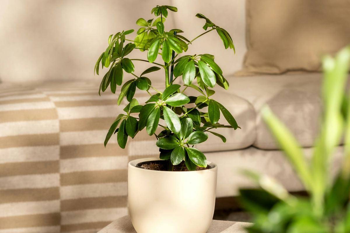 ilustrasi umbrella plant