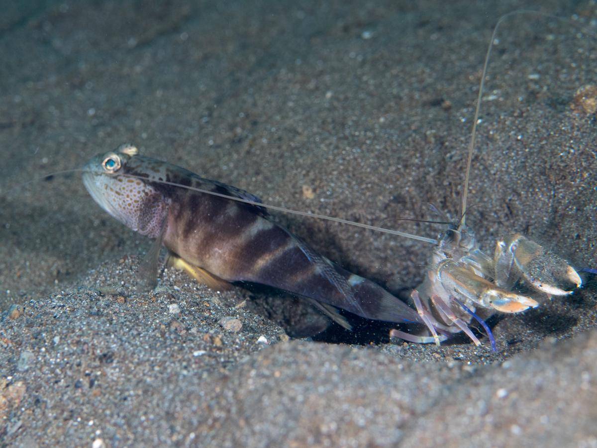 potret ikan gobi dan udang pistol yang kompak berbagi peran