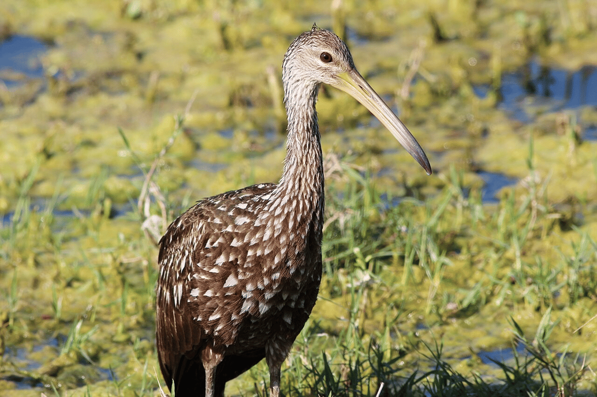 limpkin (commons.wikimedia.org/gary_leavens)