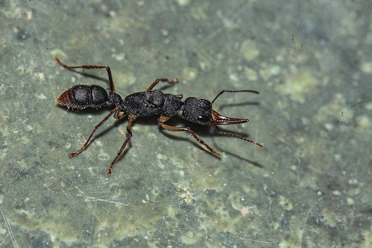 semut pelompat raksasa (commons.wikimedia.org/Yathumon M A)