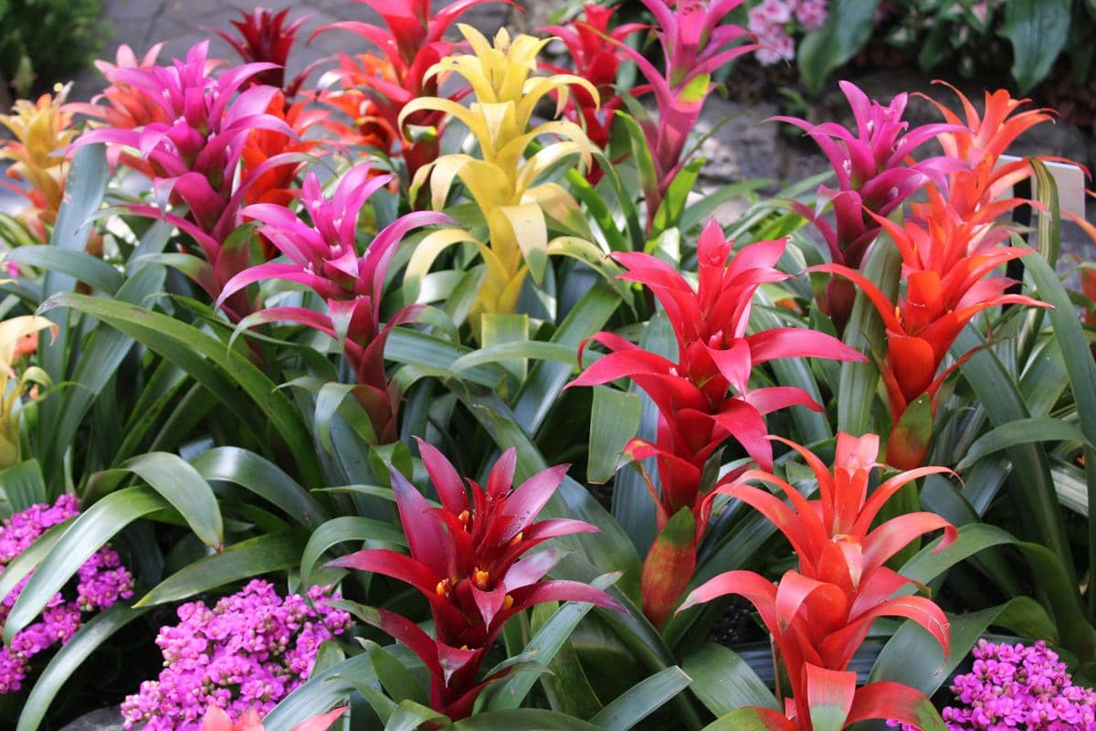 ilustrasi tanaman bromelia (unsplash.com/Ibrahim Zada)