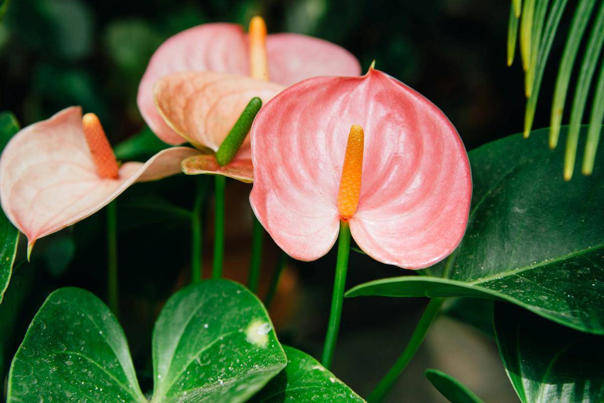 ilustrasi tanaman anthurium