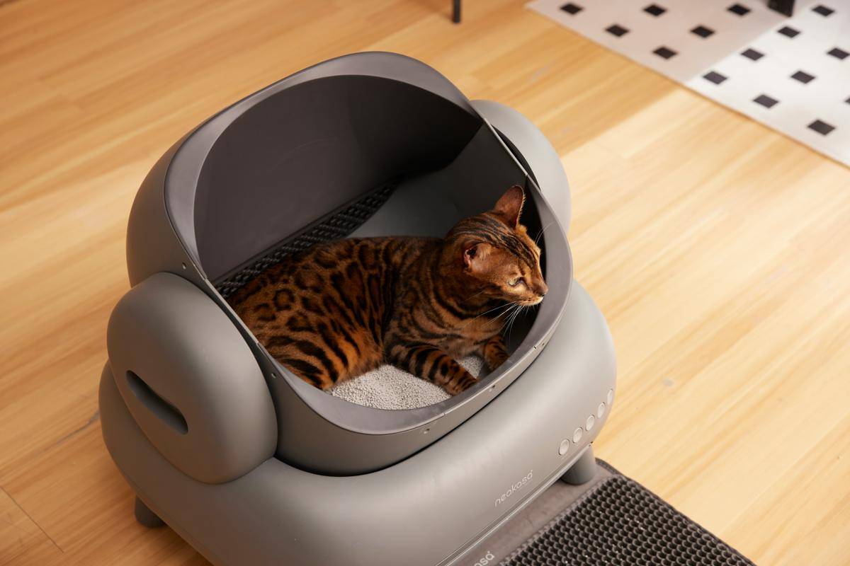 ilustrasi kucing di atas litter box (unsplash.com/Neakasa)