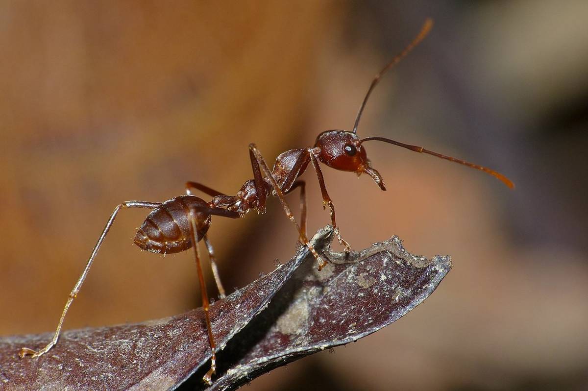 semut rangrang (commons.wikimedia.org/Bernard DUPONT)