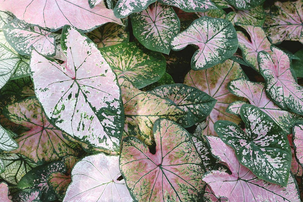 ilustrasi Caladium (pexels.com/Madison Inouye)