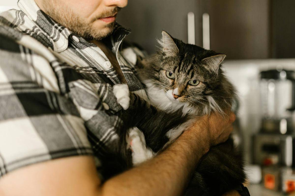 ilustrasi kucing peliharaan (pexels.com/RDNE Stock project)