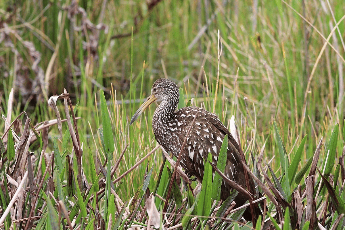 limpkin (commons.wikimedia.org/gary_leavens)