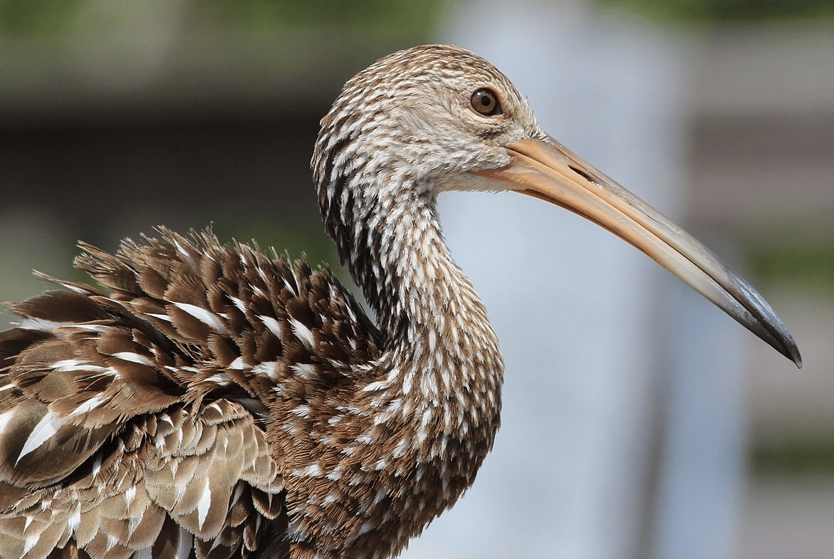 5 Fakta Menarik Limpkin, Burung Air Besar Pemakan Keong