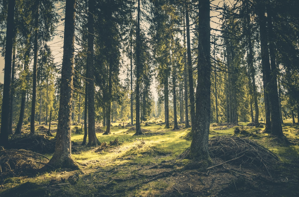 ilustrasi hutan (pexels.com/Rudolf Jakkel)