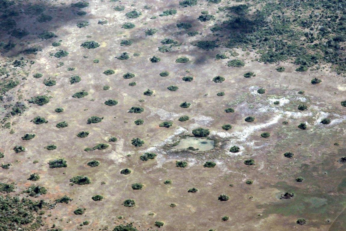 Misteri lingkaran ghaib di Namibia yang belum terpecahkan. (princeton.edu/Robert Pringle)