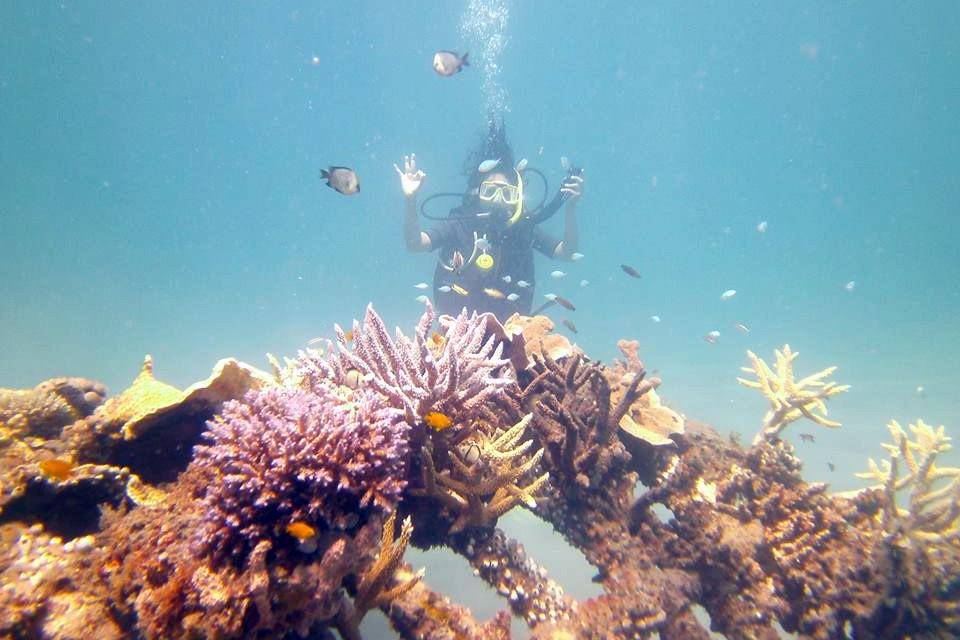 Potret biota bawah laut di Pantai Pemuteran