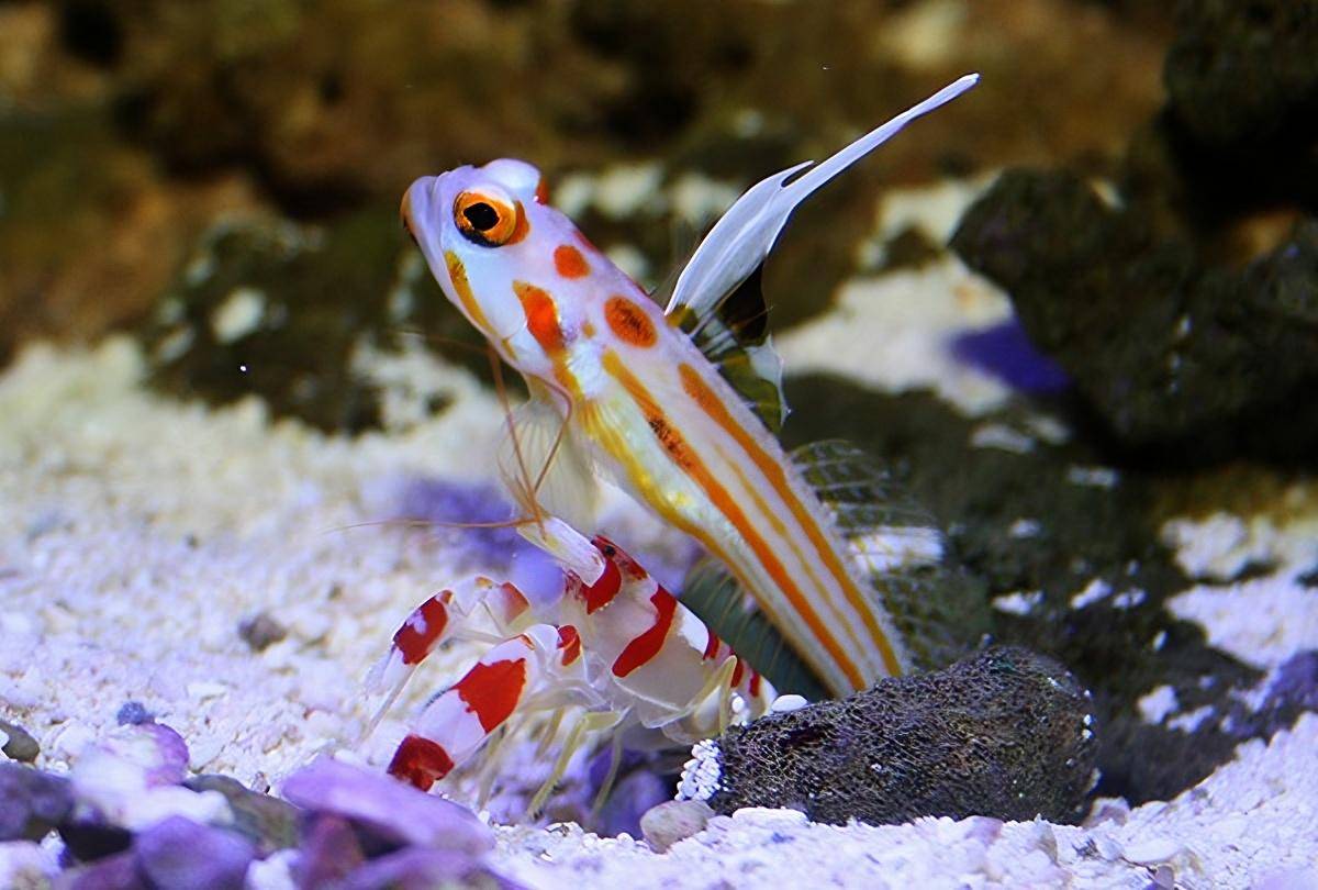potret ikan gobi dan udang pistol berbagi rumah di lubang pasir sebagai tempat tinggal dan perlindungan 