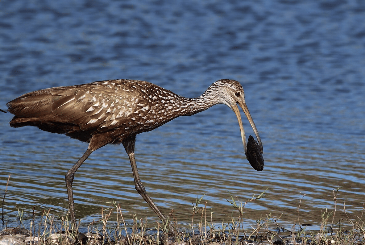 limpkin (commons.wikimedia.org/gary_leavens)