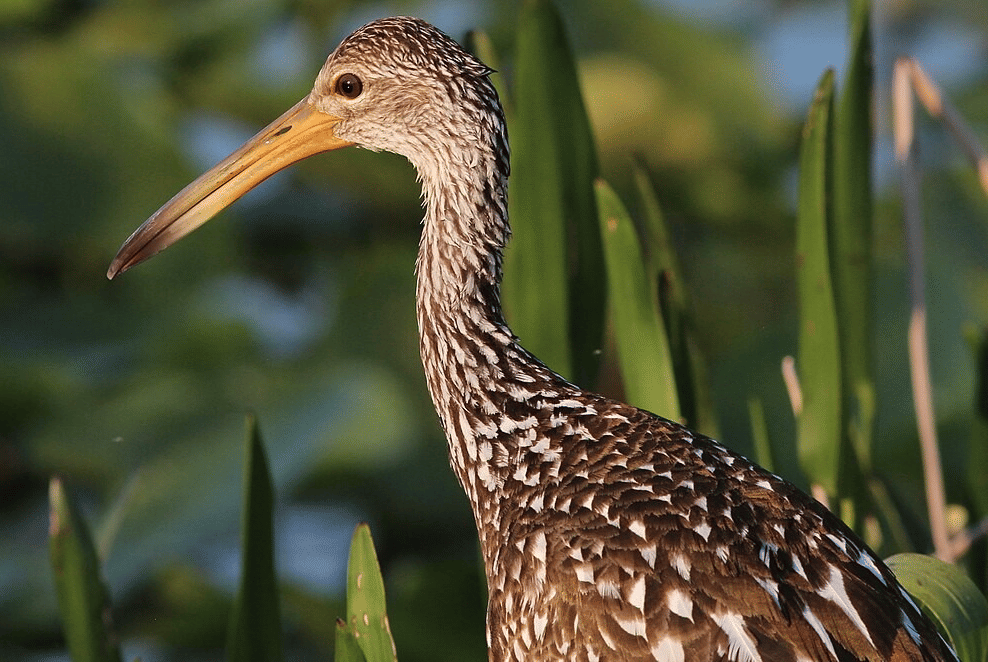 limpkin (commons.wikimedia.org/gary_leavens)