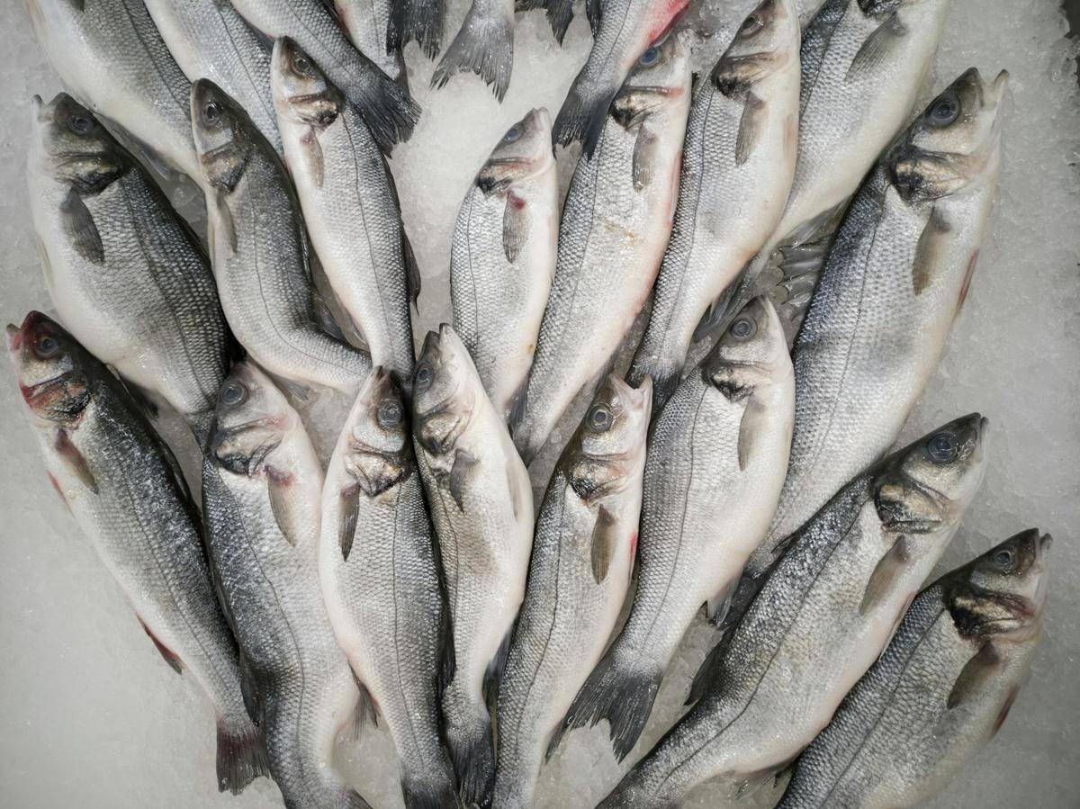 ilustrasi ikan es