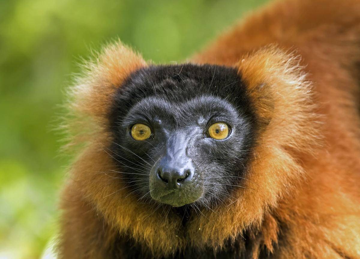 Red Ruffed Lemur