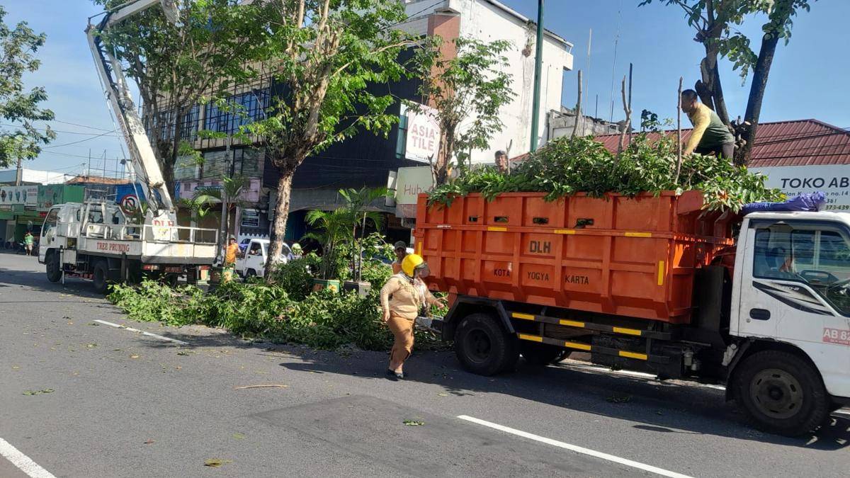 Antisipasi pohon tumbang, Pemkot Yogyakarta terjunkan tim khusus pemeliharaan. 