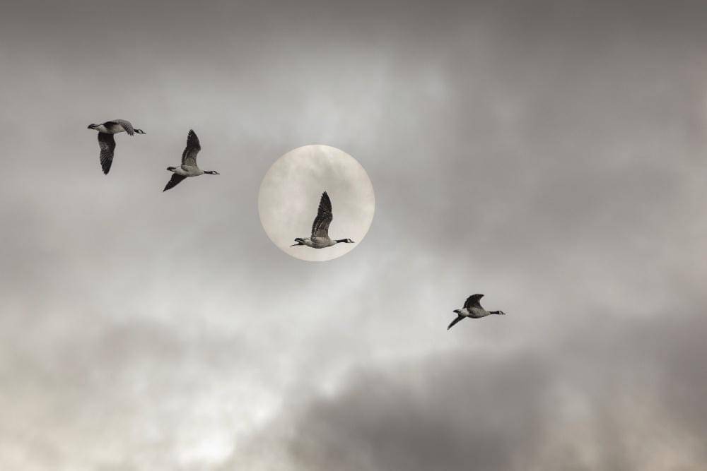 Ilustrasi burung yang terbang di bawah gerhana bulan (freepik.com/wirestock)