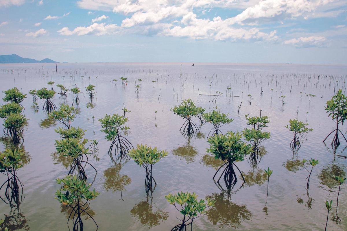 Ilustrasi tanaman mangrove (freepik.com/wirestock)