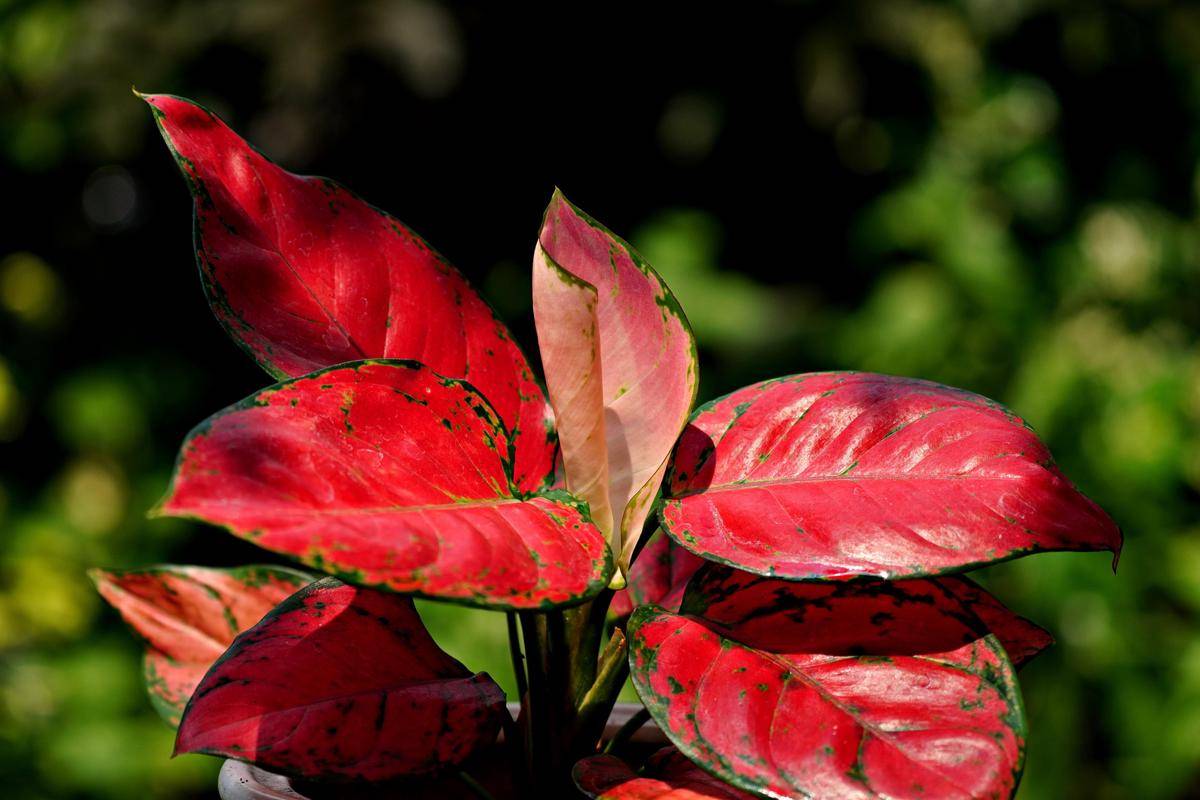 ilustrasi tanaman aglaonema red (pixabay.com/ignartonosbg)