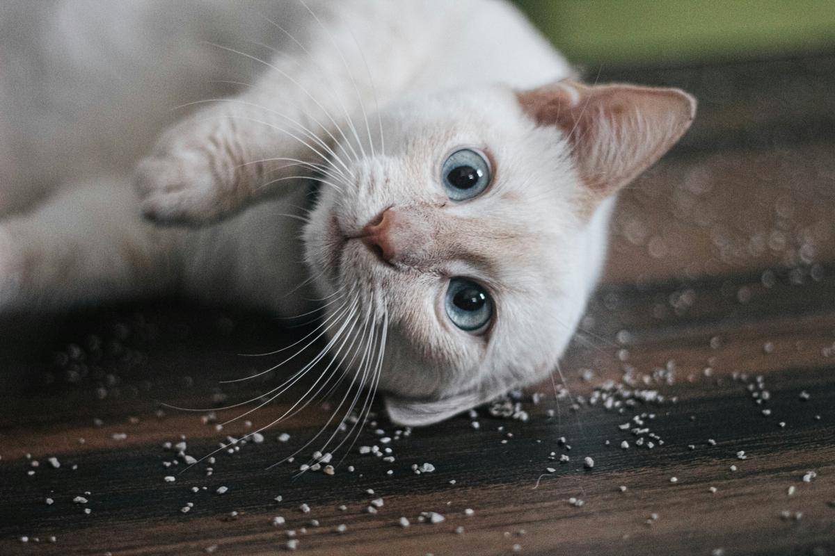 ilustrasi kucing (unsplash/Alba Rebecca)
