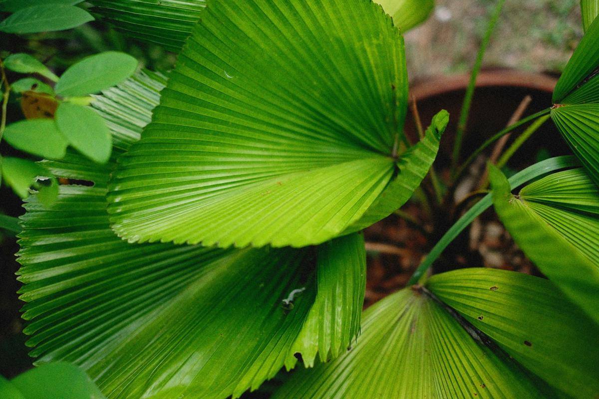 ilustrasi tanaman palem kipas (unsplash.com/Alexey Demidov)