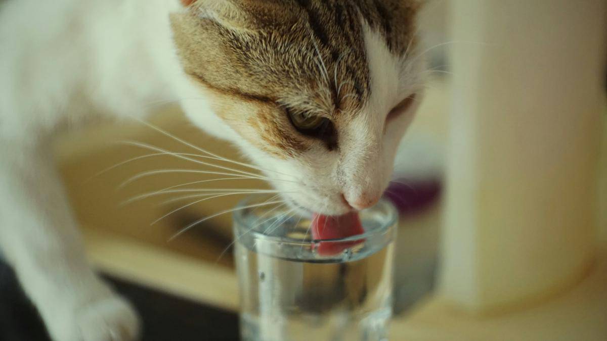 ilustrasi kucing minum (unsplash.com/Deeja)
