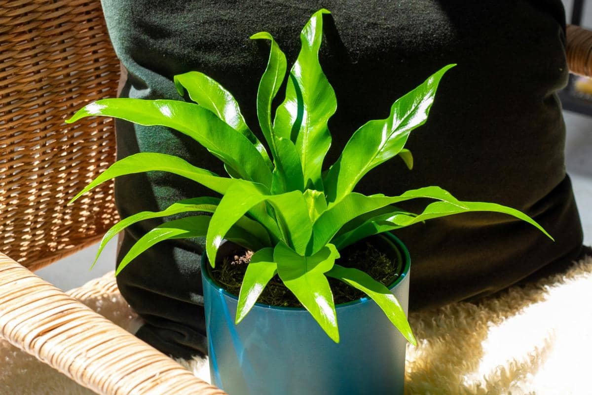 ilustrasi tanaman bird's nest fern (unsplash.com/feey)