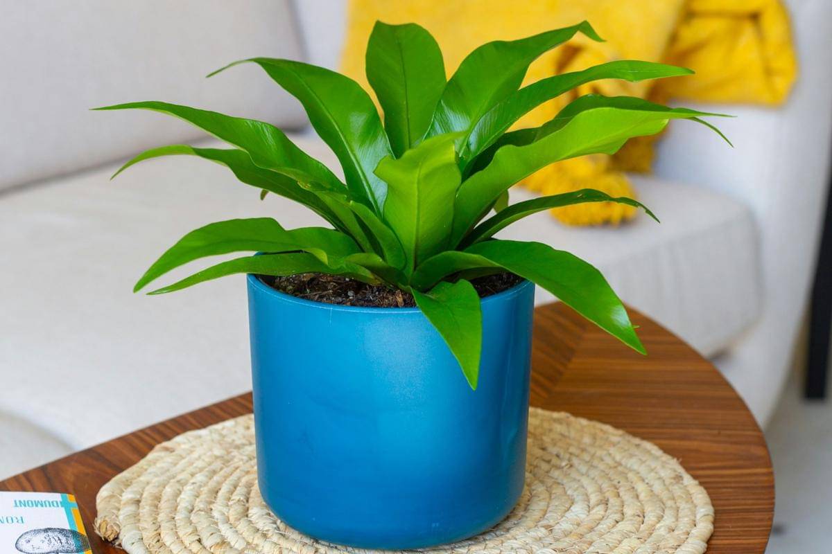 ilustrasi tanaman bird's nest fern