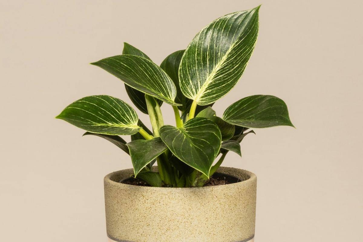 ilustrasi tanaman philodendron birkin (unsplash.com/feey)