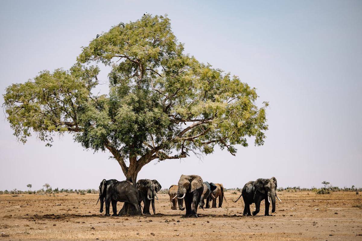 ilustrasi negara Zimbabwe (pexels.com/ROMAN ODINTSOV)