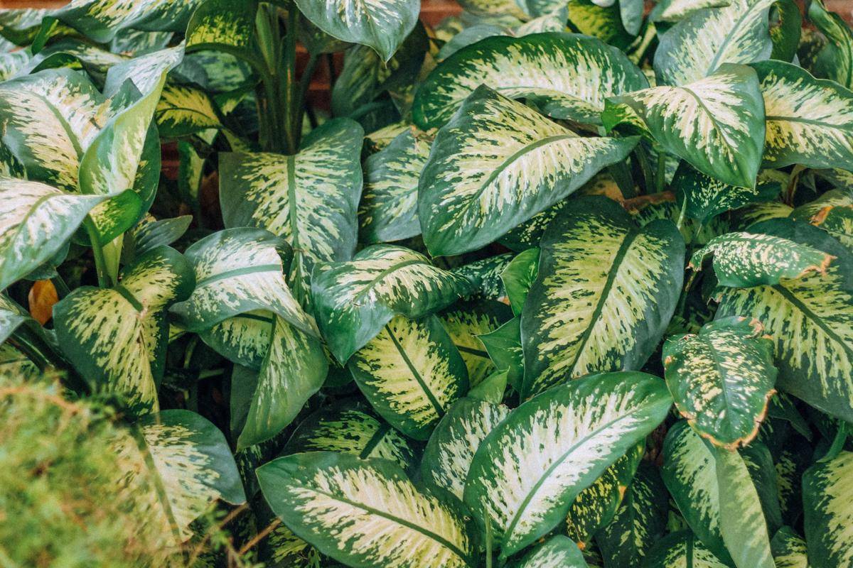 ilustrasi tanaman dieffenbachia (unsplash.com/Igor Rodrigues)