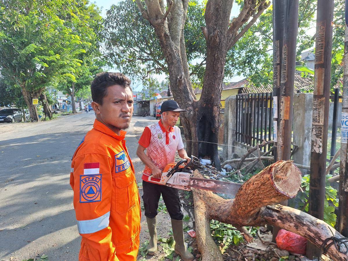 Pohon tumbang di Bandar Lampung. (IDN Times/BPBD Bandar Lampung)