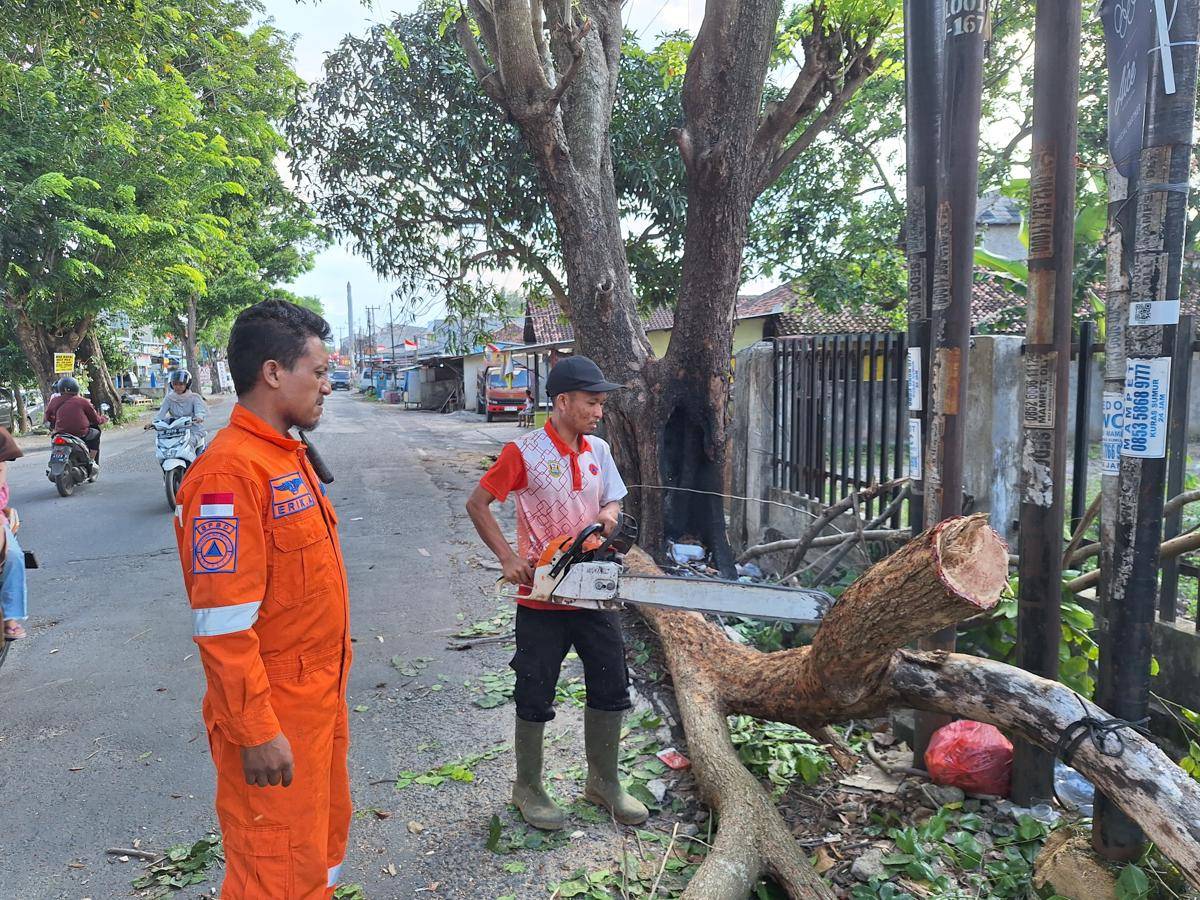 Pohon tumbang di Bandar Lampung. (IDN Times/BPBD Bandar Lampung)