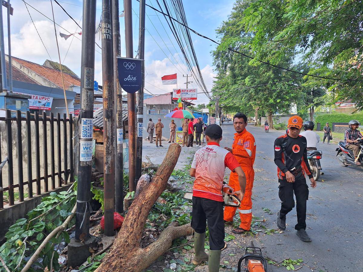 Pohon tumbang di Bandar Lampung. (IDN Times/BPBD Bandar Lampung)