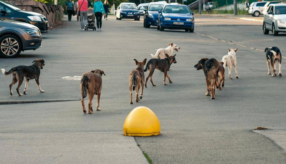 Potret kawanan anjing di jalan (pexels.com/Александр Македонский)  