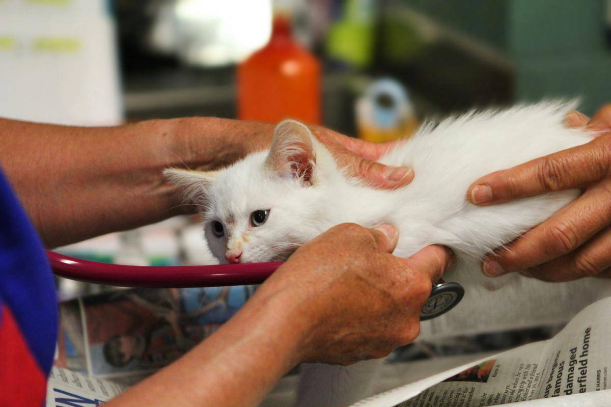 ilustrasi kucing diperiksa oleh dokter hewan (unsplash.com/Judy Beth Morris)