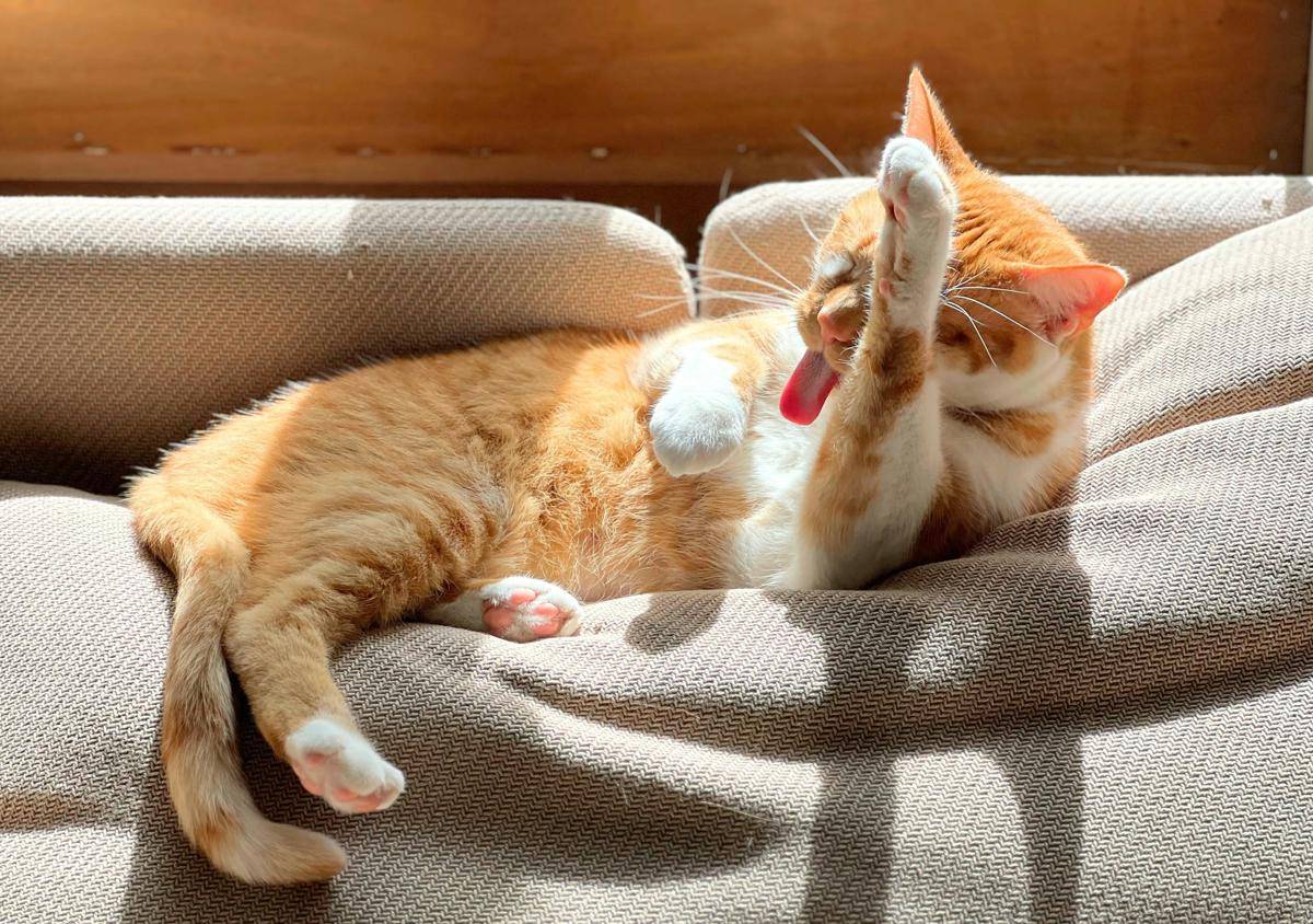 ilustrasi kucing menggaruk (unsplash.com/Karin Kim)