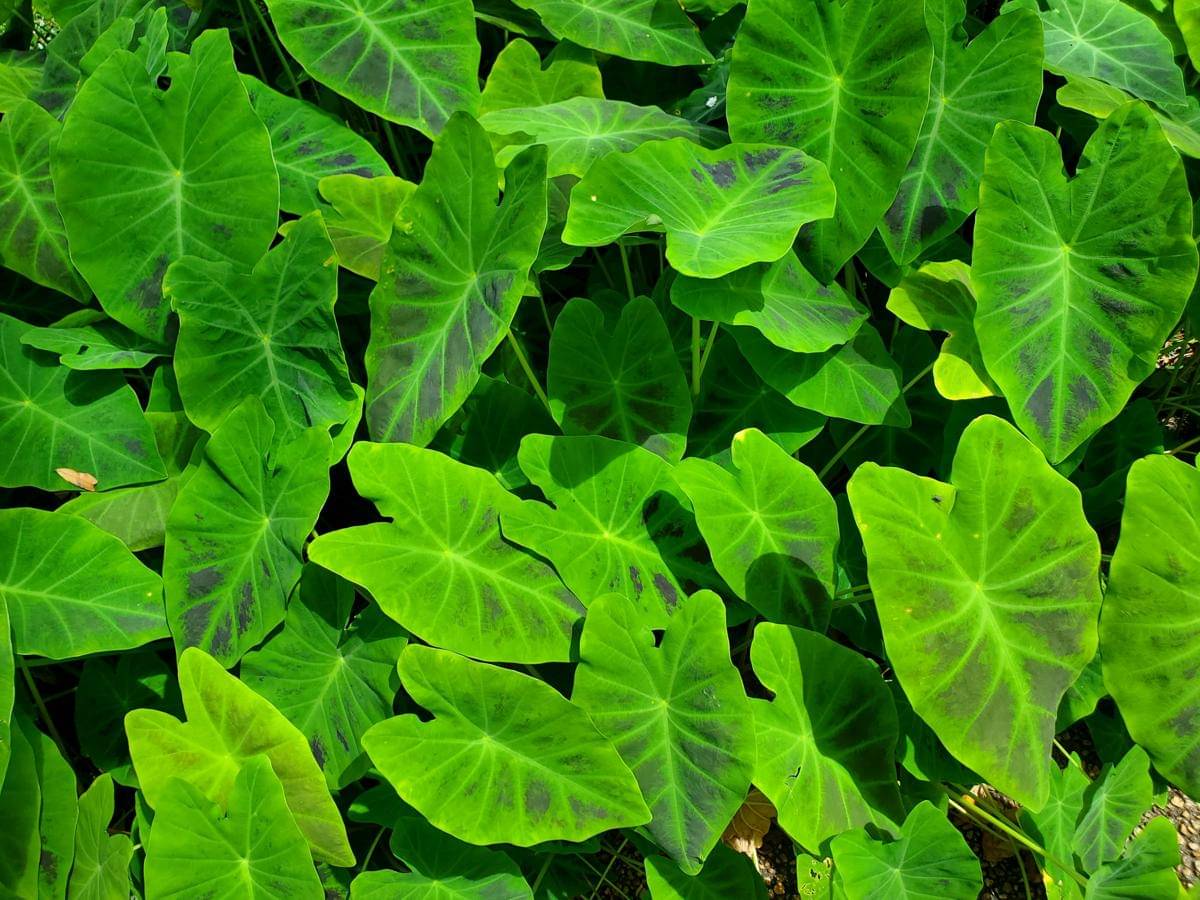 ilustrasi tanaman colocasia