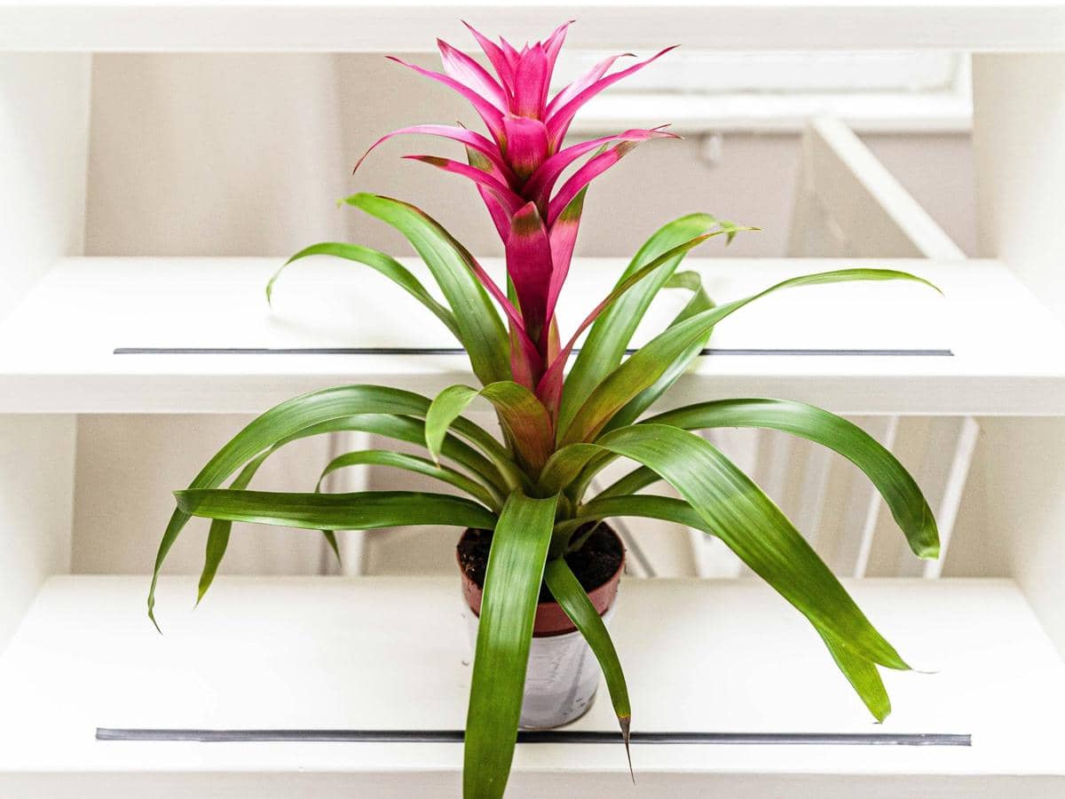 ilustrasi tanaman bromelia (unsplash.com/ Kenny Kennethh)