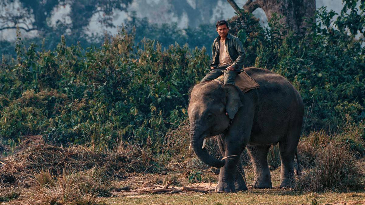 ilustrasi gajah (pexels.com/Kent Zhong)