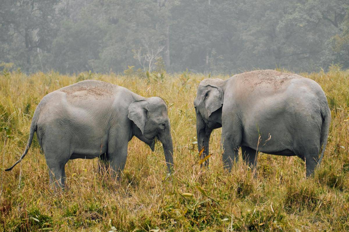 ilustrasi gajah (pexels.com/Mr Junaid)